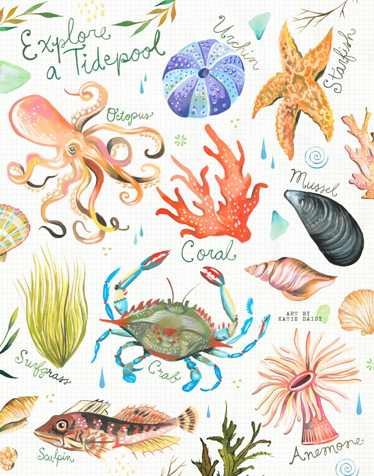 Explore A Tidepool Art Print